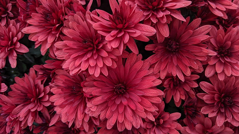 Chrysanthemums, markus winkler, red, autumn, chrysanthemum, toamna, flower, skin, pink, texture, HD wallpaper