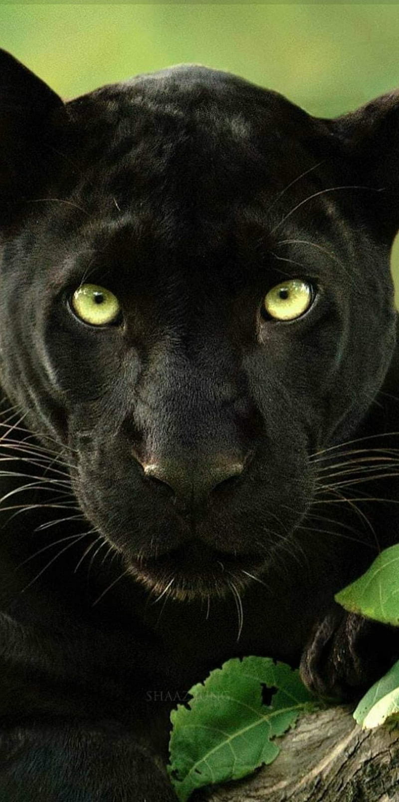 Black Panther, 2018, big, cat, cats, eyes, football, panthers, puma, HD phone wallpaper
