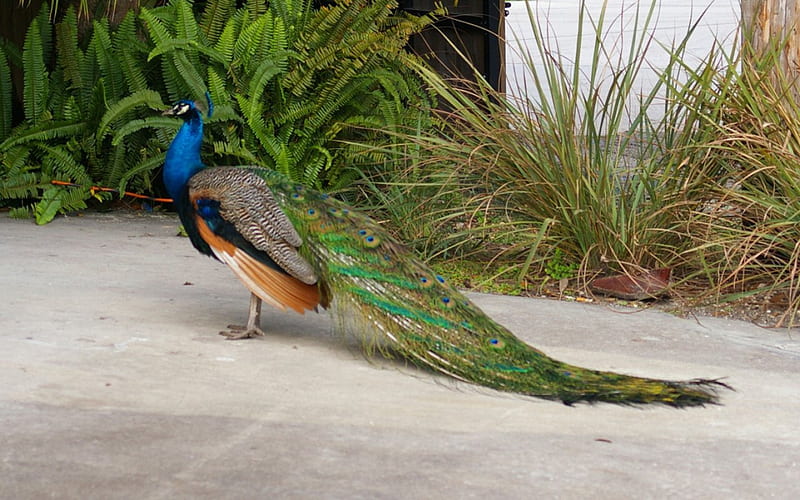 Handsome Peacock 1, USA, Cypress Lake, Florida, peacock, animal, graphy, bird, avian, wide screen, wildlife, HD wallpaper