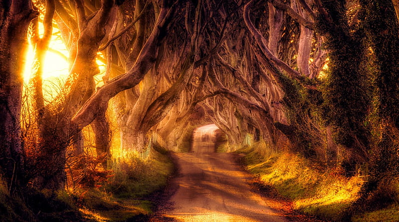road in scary trees runnel r, branchesmautumn, r, tunnel, road, trees, HD wallpaper