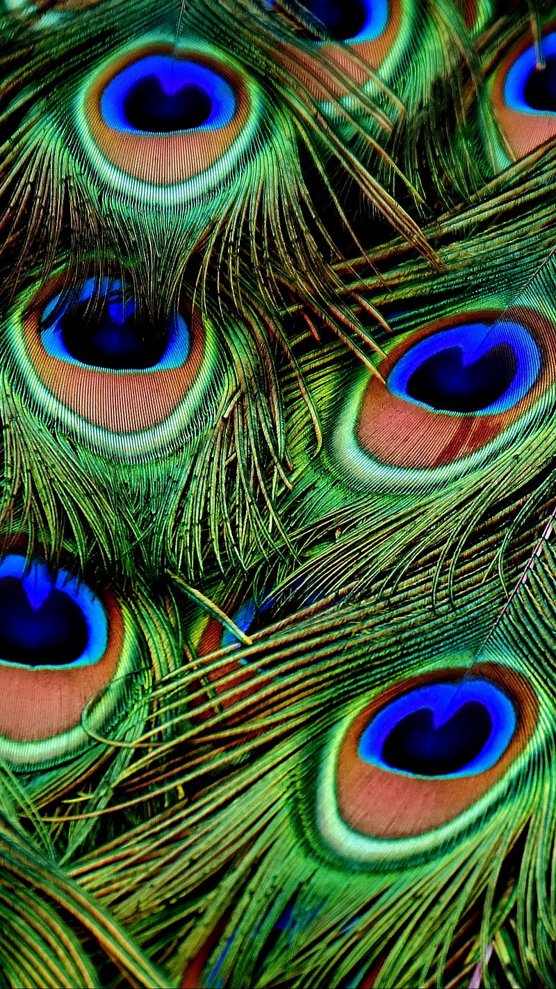 Peacock Feathers , patterns, peacocks, lockscreen, background, peacock feathers, HD mobile wallpaper