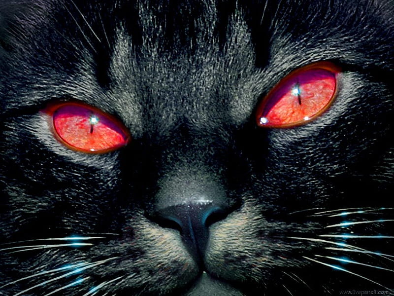 EVIL CAT, evil, black, cat, red eyes, HD wallpaper