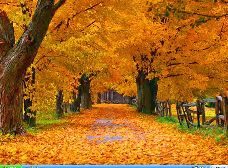 October crunch, autumn, leaves, road, trees, HD wallpaper