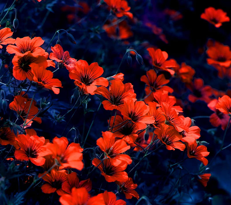 Red Flowers, km, tl, HD wallpaper