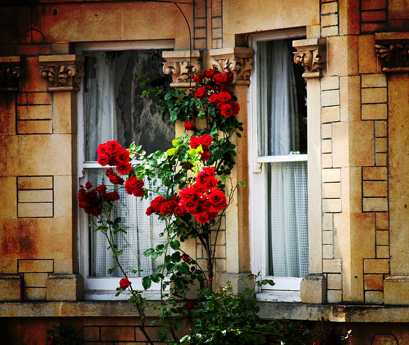 Beautiful window, red, house, window, bonito, roses, building, graphy, flowers, nature, popular, HD wallpaper