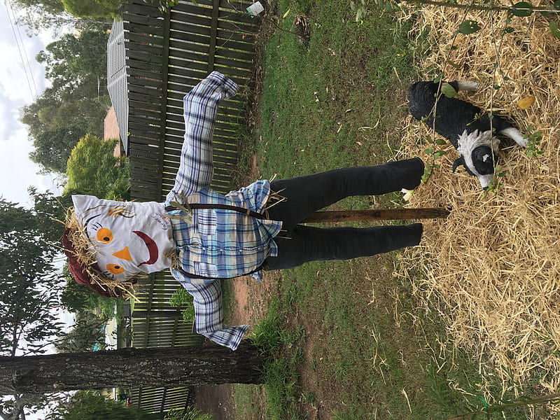 Scarecrow, diy, gardening, fun, country, Australia, outdoors, HD wallpaper