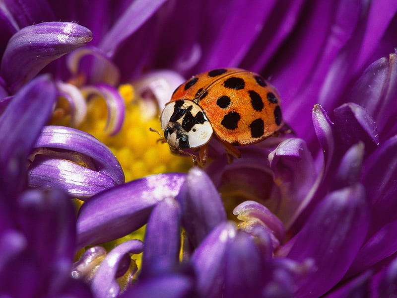Ladybird digital . jpg, flower, ladybug, purple, ladybird, HD wallpaper