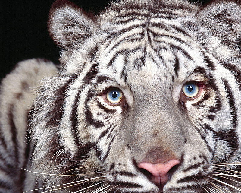 white tiger eye color