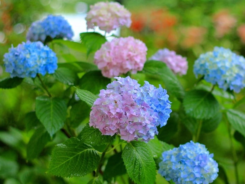 Hortensias de colores, flores, colores, flores, arbusto, Fondo de pantalla  HD | Peakpx