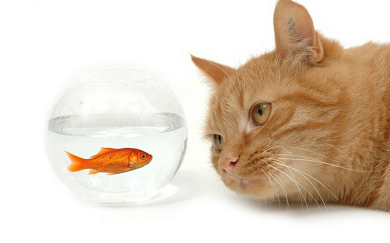 ginger cat, goldfish, aquarium, cats, fish, HD wallpaper