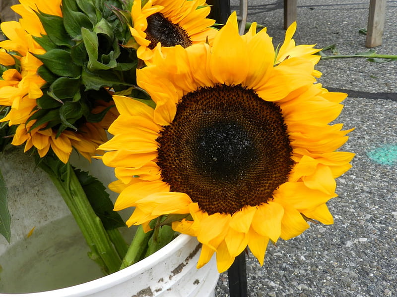 Mercado de agricultores, amarillo, mercado, agricultor, girasoles, amor,  siempre, Fondo de pantalla HD | Peakpx