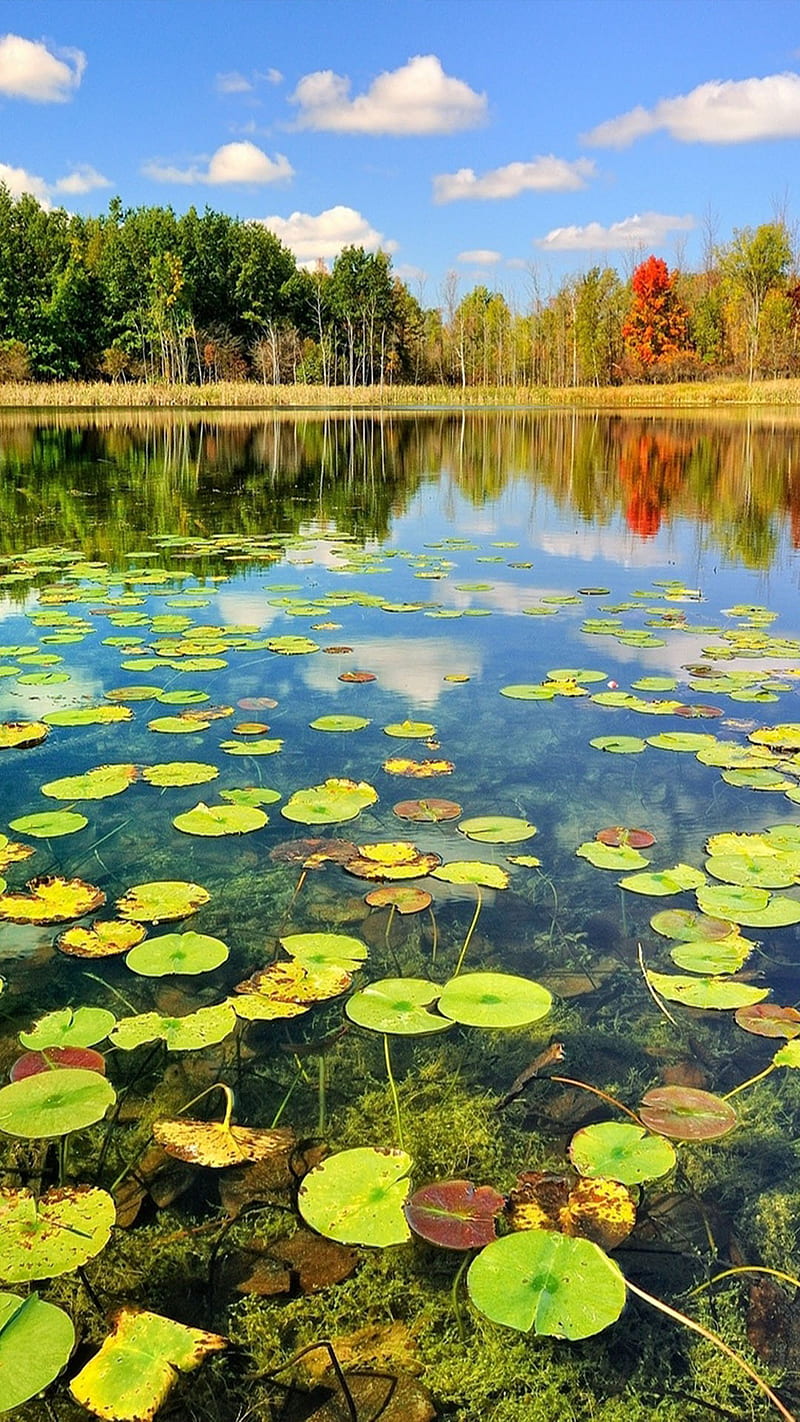 Lake, lily, water, HD phone wallpaper