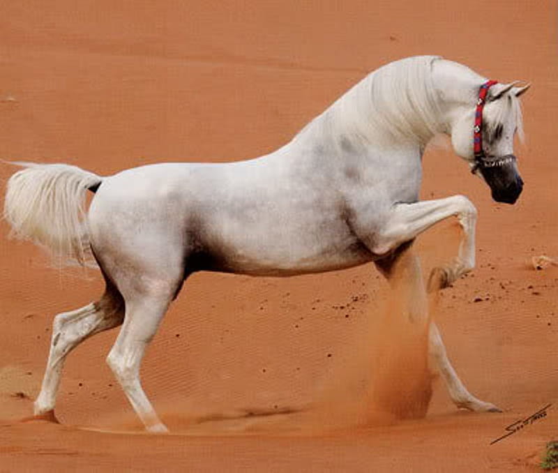 Arabian Horse, powerful, stallion, cavalo, horse, animal, HD wallpaper