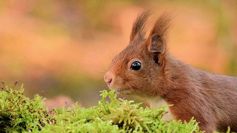Red Squirrel With Black Eyes In Shallow Background Squirrel, HD wallpaper