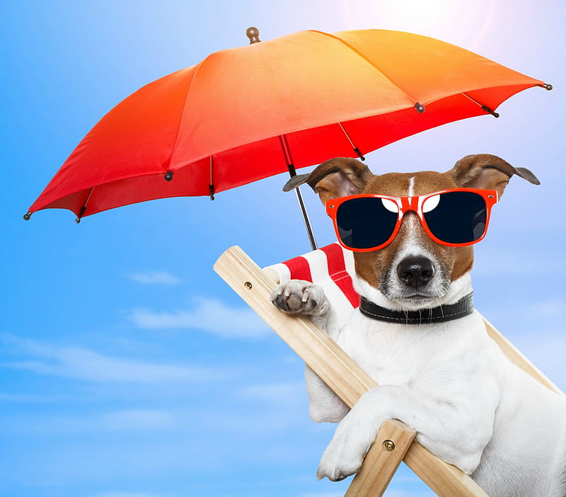 Enjoy your Summer!, red, holiday, paw, umbrella, caine, animal, sunglasses, vacantion, summer, dog, HD wallpaper