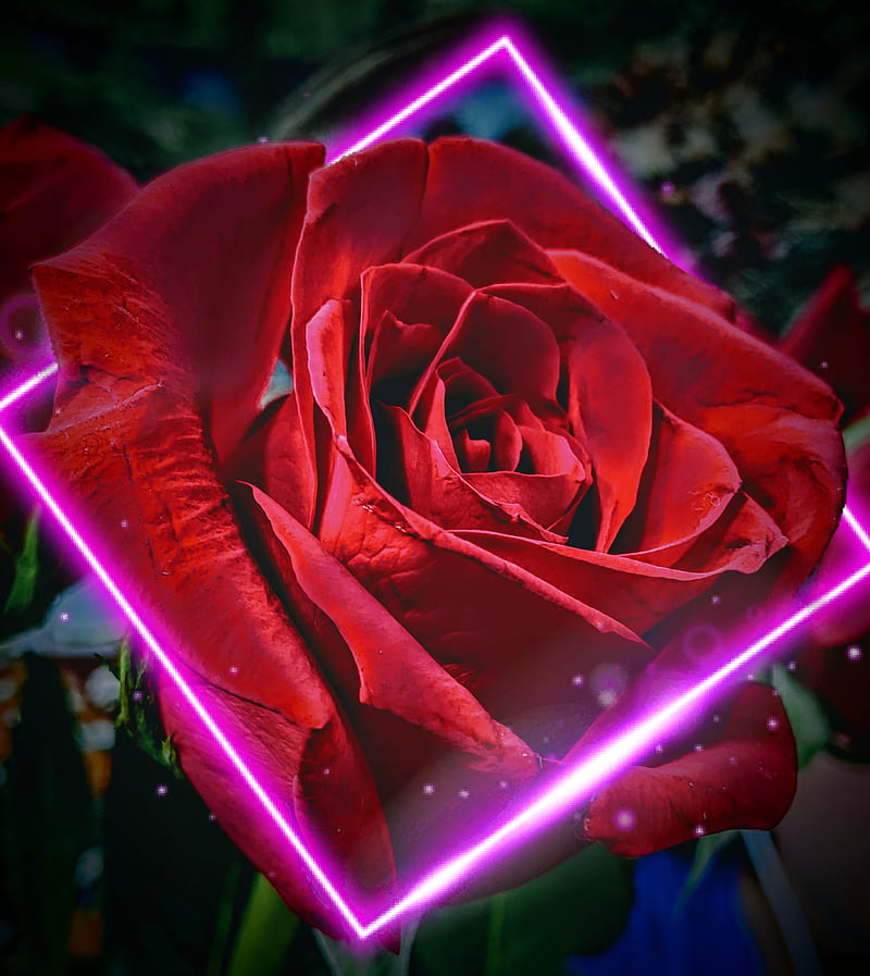 Neon Red Rose, flower, flowers, love, love , neon, neon , red, rose, rose, HD phone wallpaper