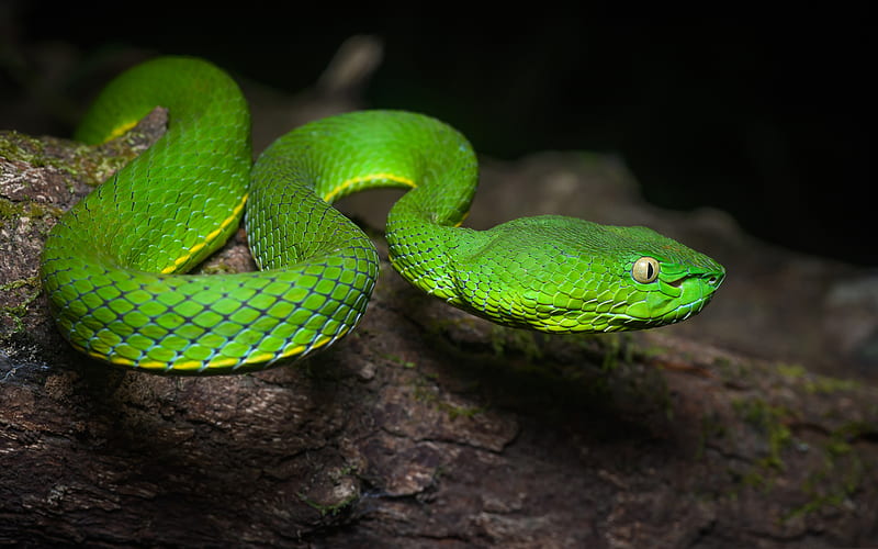 Reptiles, Viper, Reptile, Snake, Wildlife, HD wallpaper