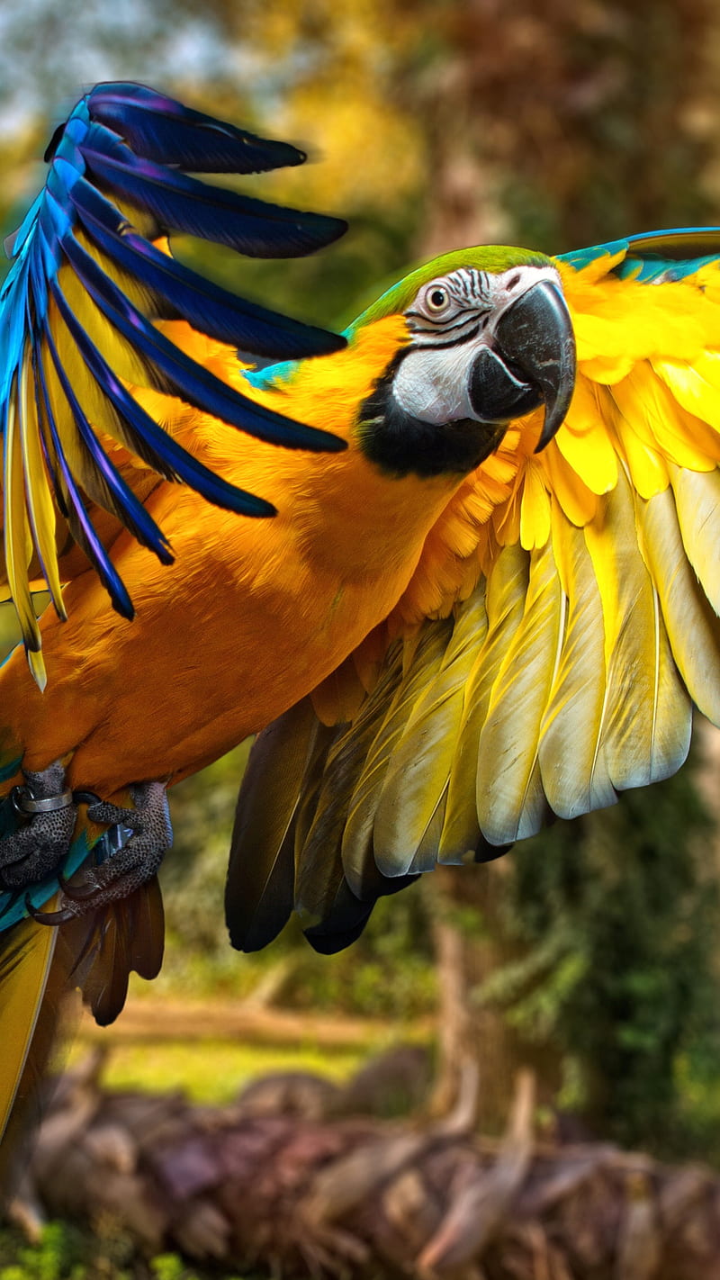 Parrot , macaw, yellow and blue, macro, bird, HD phone wallpaper
