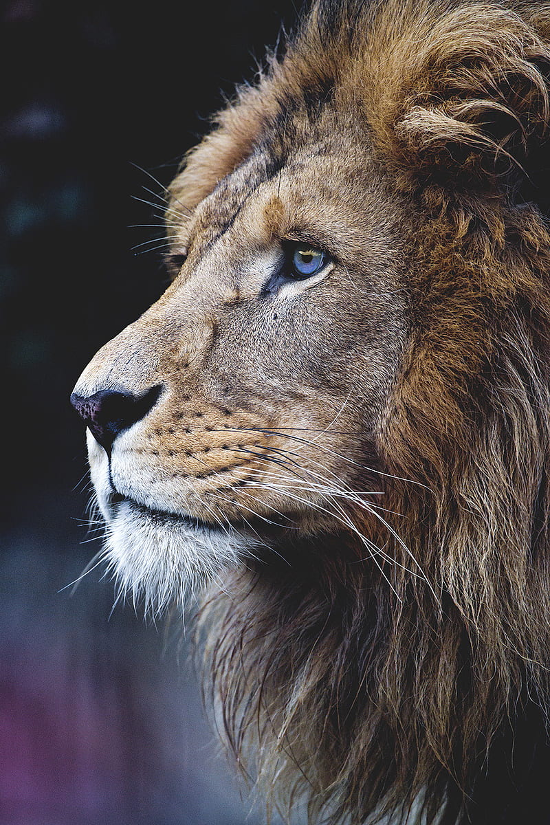 Lion King, animal, king, lion, nature, HD phone wallpaper