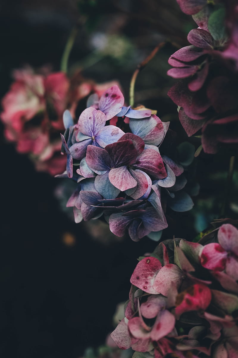 nature, flowers, hydrangea, HD phone wallpaper