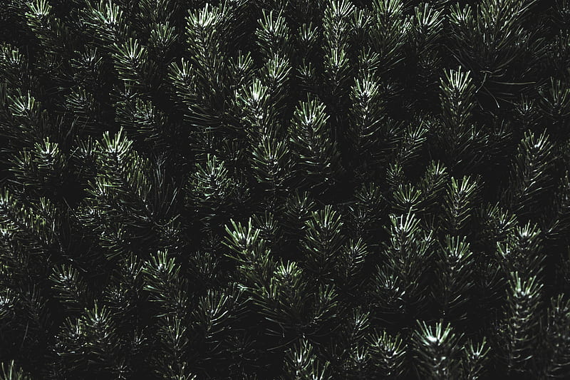 of green fir plant, HD wallpaper