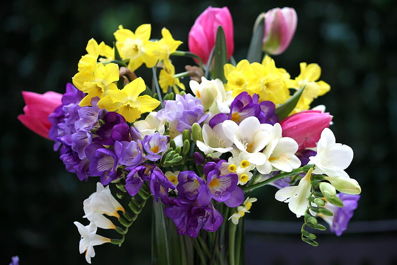 Spring!!!, daffodils, colors, yellow, spring, sia, purple, flowers, tulips, white, pink, HD wallpaper