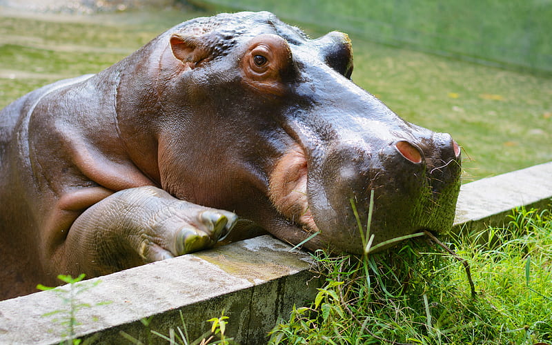 Hippopotamus, lake, african animals, wild animals, Africa, hippos, HD  wallpaper | Peakpx