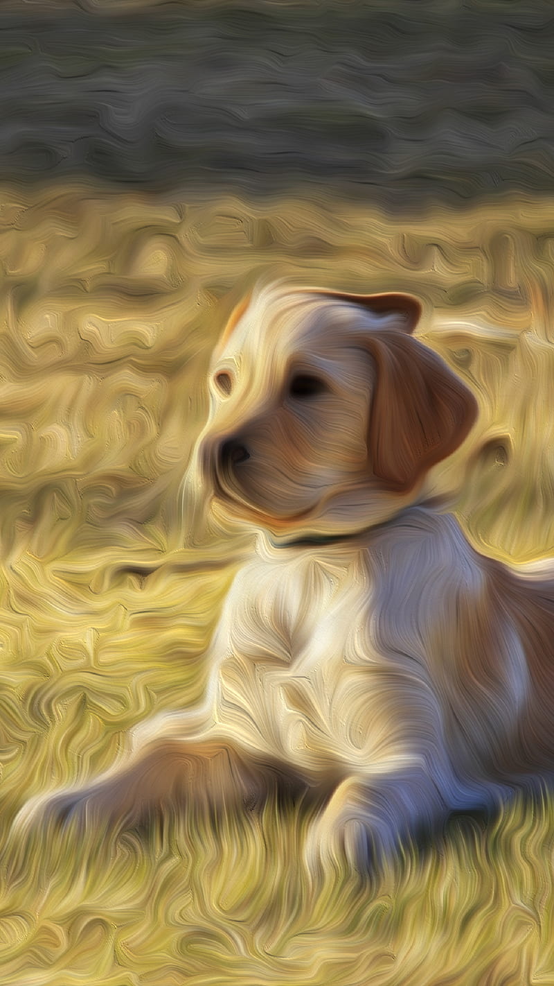 Dog Puppy Pet Golden R, Animal, Dog, Doggy, Golden, Pet, Pup, Puppy, Retriever, patche, HD phone wallpaper