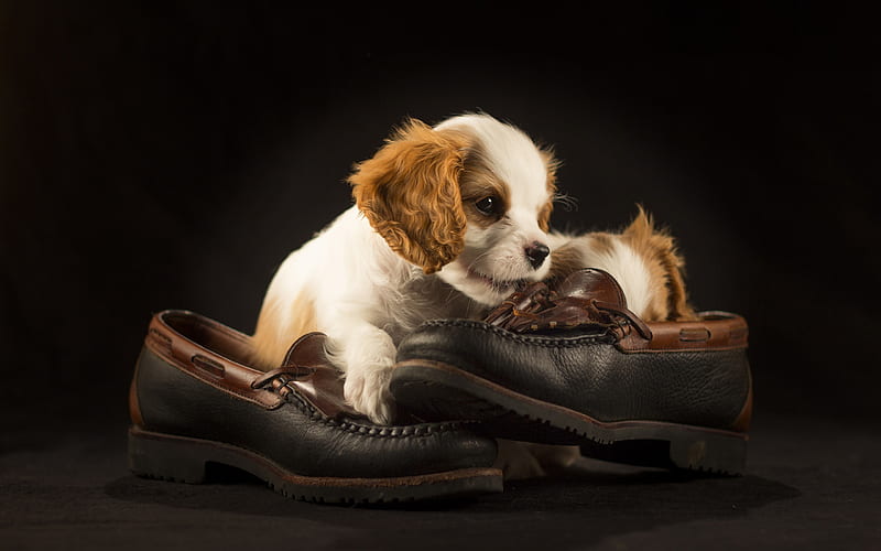 Cavalier King Charles Spaniel, puppy with shoes, pets, cute animals, dogs, small spaniel, Cavalier King Charles Spaniel Dog, HD wallpaper