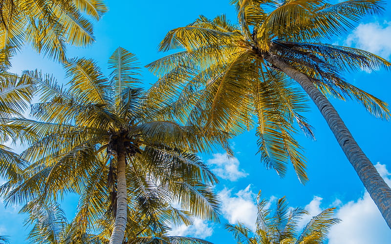 palm trees with coconuts, summer, tropical islands, palm leaves, palm trees, HD wallpaper