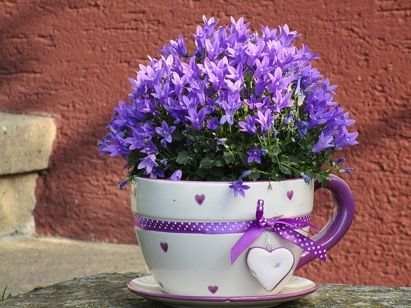 Campanula, still life, purple, flowers, pot, mug, HD wallpaper