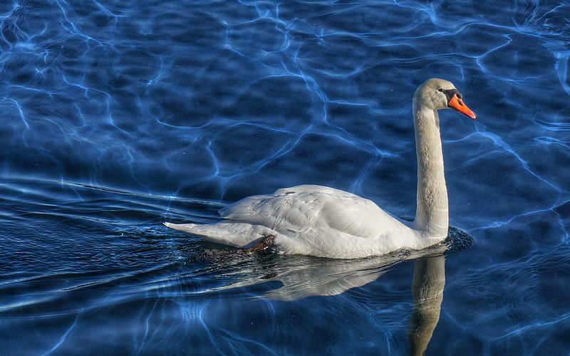 white swan, lake, beautiful white bird, swan on the lake, swans, HD wallpaper