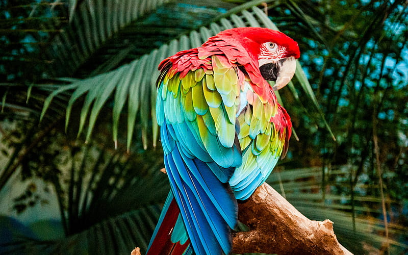 Macaw, zoo, parrots, branch, colorful parrots, Ara, HD wallpaper