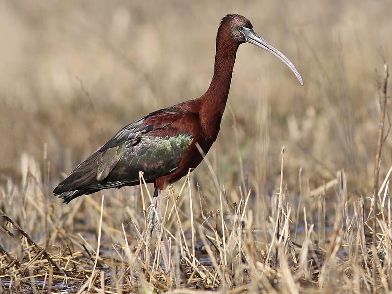 Beautiful ibis, wilderness, pretty, bird, grass, wetlands, ibis, animal, field, HD wallpaper
