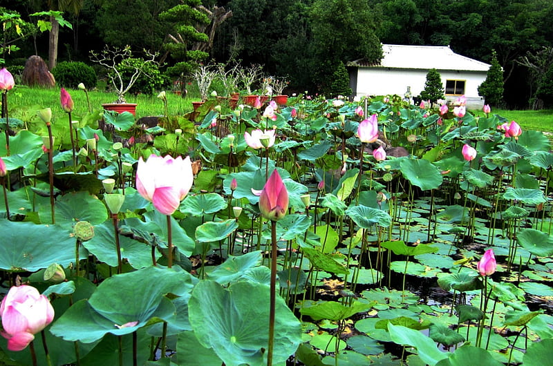 Lotus Pond Flowers Pond Lotus House Hd Wallpaper Peakpx