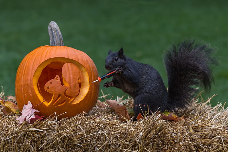 Ready for Halloween, squirrel, veverita, orange, halloween, pumpkin, black, animal, HD wallpaper