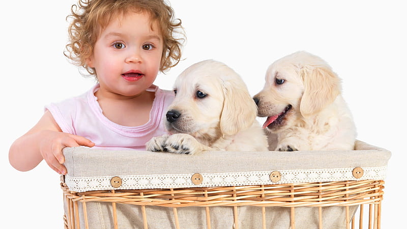Cute Baby Child Is Sitting Inside Bamboo Basket Near Dog Puppies Cute, HD wallpaper