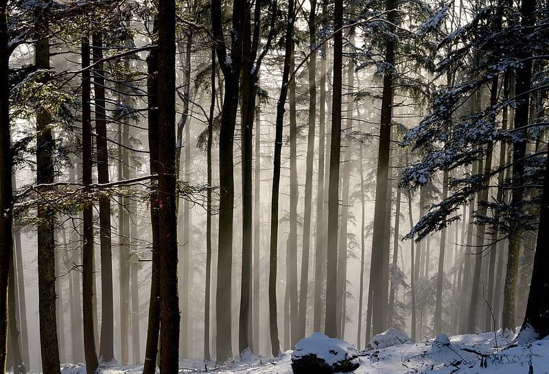 trees, stone, branches, forest, HD wallpaper