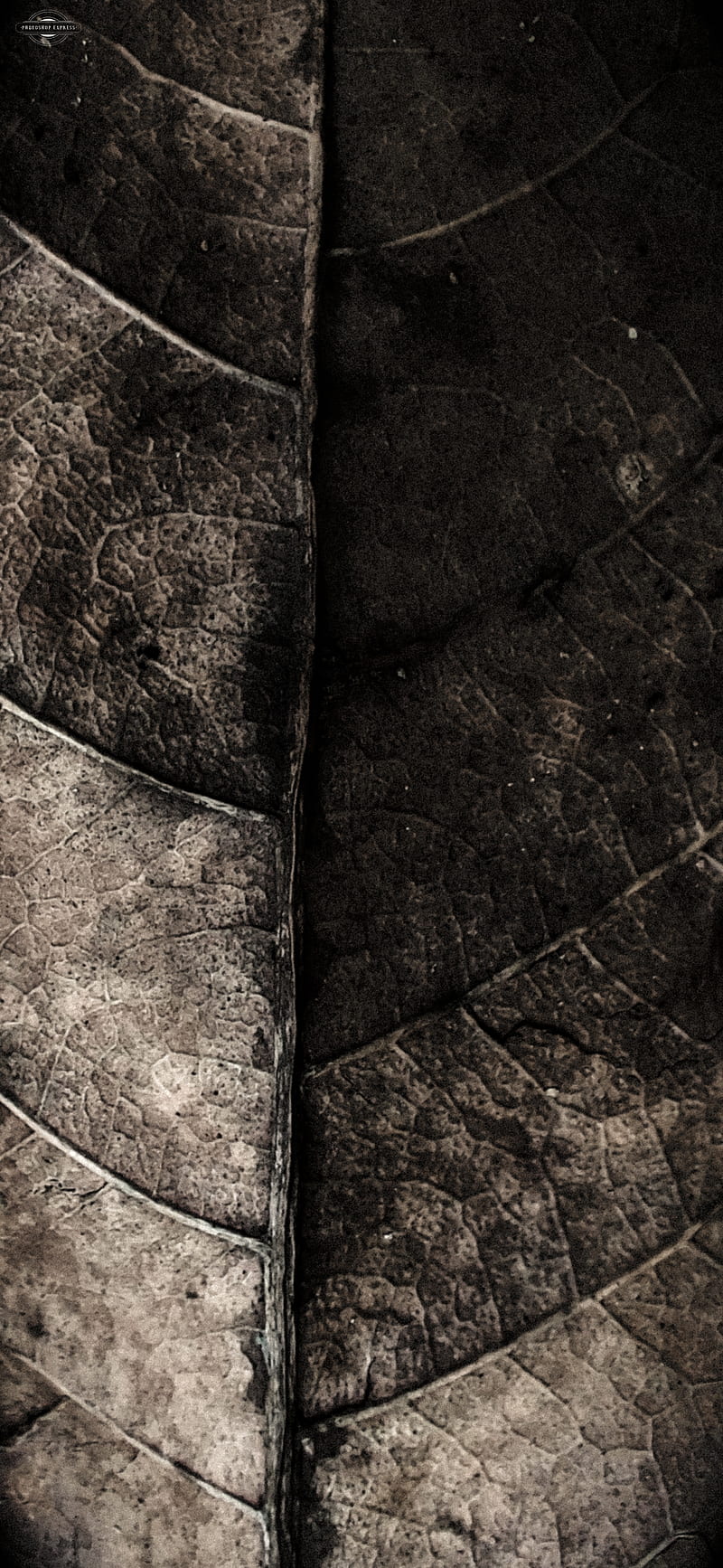 Leaf, amoled, brown, dark, fallen, nature, HD phone wallpaper