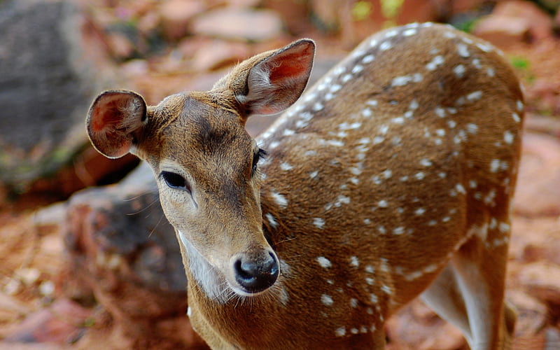 Spotted Deer Animal India-Wild Animal, HD wallpaper