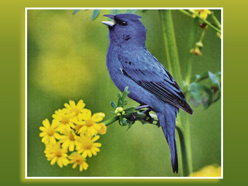 Blue Indigo Bunting - Bird, indigo, animal, graphy, bunting, bird, avian, wildlife, blue, HD wallpaper