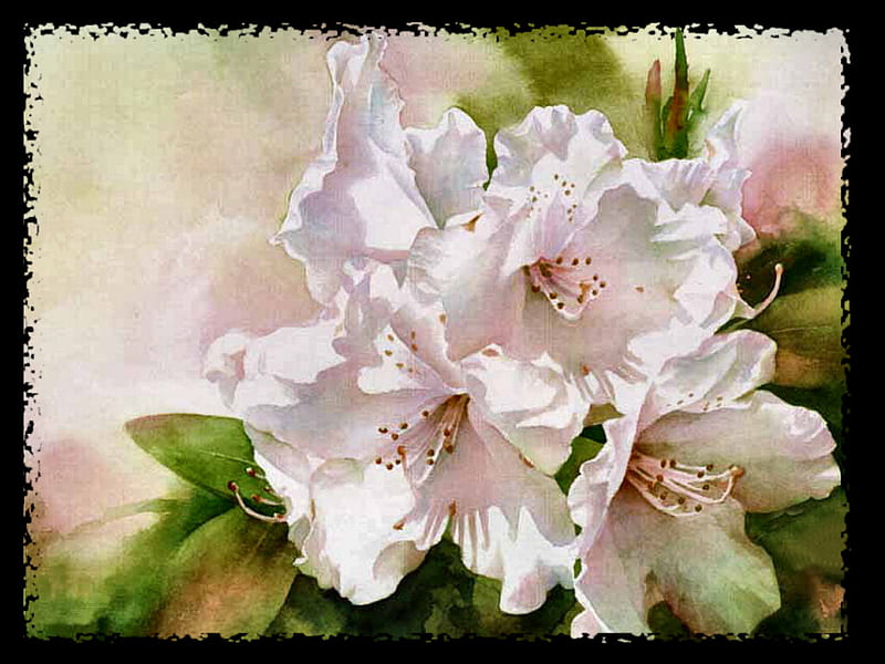 Translucent Rhododendrons F1C, art, rhodies, arleta pech, rhododendrons, painting, flower, pech, floral, HD wallpaper