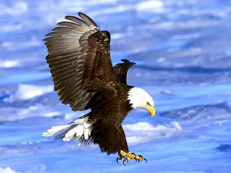 Bald Eagle, water, legs, bird, flight, eagle, beauty, nature, animals, HD wallpaper