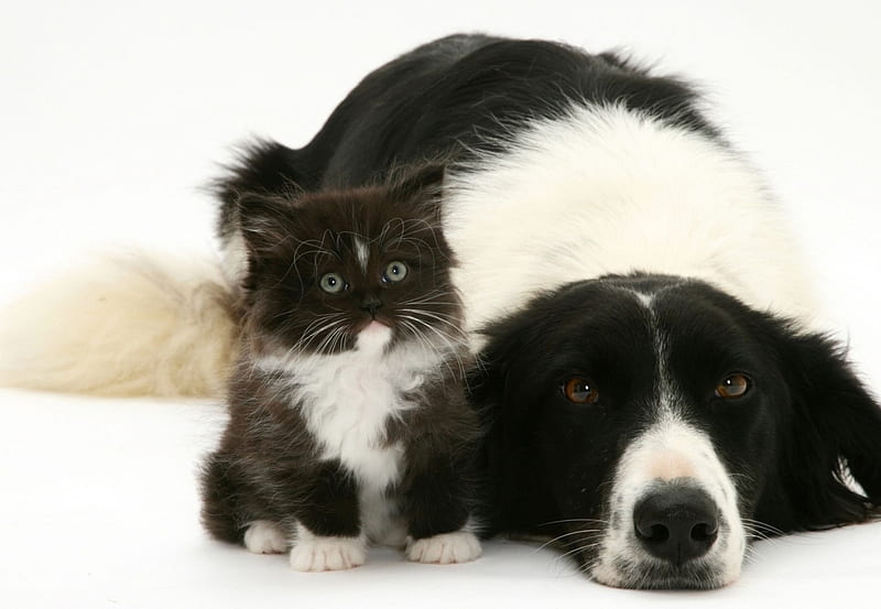 Friends, caine, black, cat, animal, pet, kitten, white, couple, dog, HD wallpaper