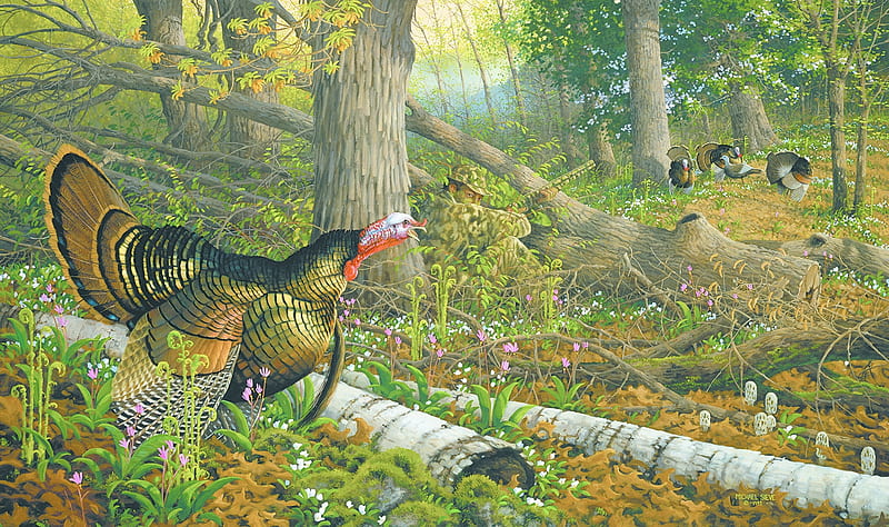 Wild turkeys, forest, art, michael sieve, bird, turkey, painting, pasari, pictura, thanksgiving, HD wallpaper