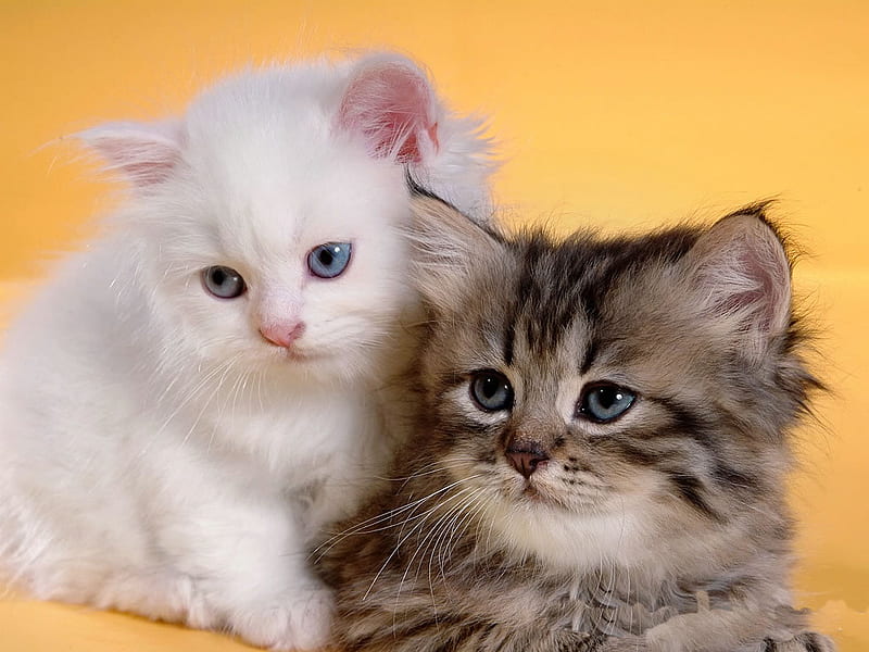 Persian kittens couple, persian, cat, kitten, couple, sweet, HD wallpaper