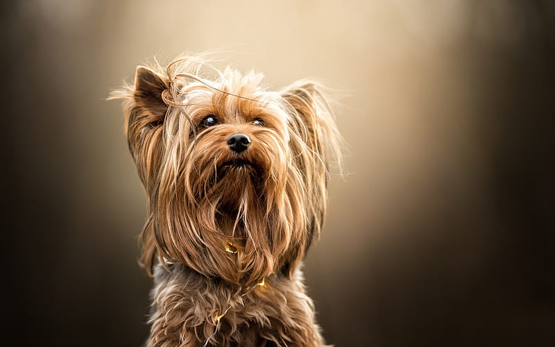 Yorkshire Terrier, little fluffy dog, puppies, cute animals, pets, HD wallpaper