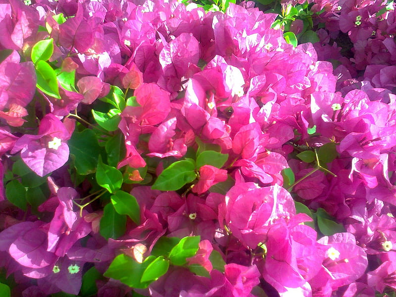 Pink Flowers, pink vine, nature flowers, spring flowers, beautiful ...