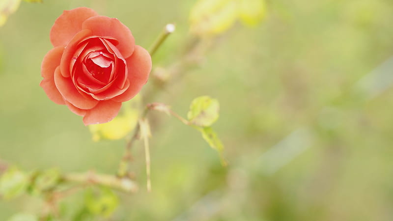Red Rose Flower , , , Background, Bnao6, HD wallpaper