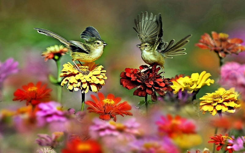 Little Birds and Zinnia Flowers, Zinnia, Flowers, Nature, Birds, HD wallpaper